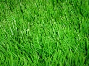 Grass stains can be removed with the right technique