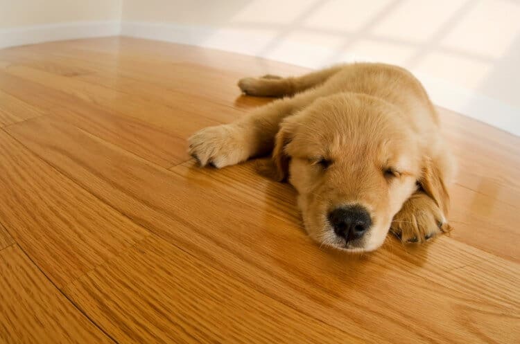 Golden Retriever Puppy sleeping