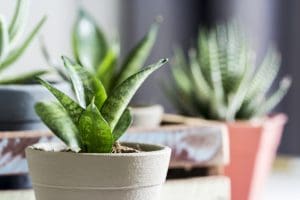 snake plant