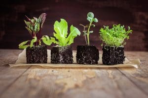 vegetable plants