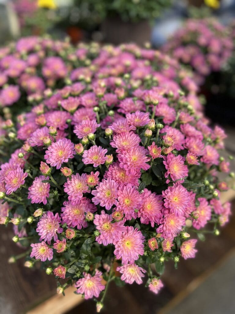 New to Top Crop for Fall